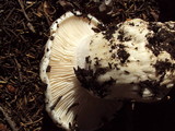 Hygrophorus subalpinus image