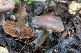 Cortinarius urbicus image