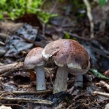 Cortinarius urbicus image