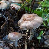 Cortinarius urbicus image