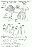 Inocybe abietis image