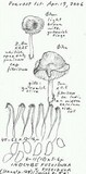 Inocybe fuscidula image
