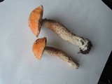 Leccinum aurantiacum image