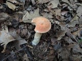Leccinum aurantiacum image