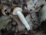 Leccinum aurantiacum image