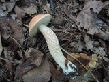Leccinum aurantiacum image