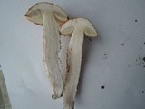 Leccinum aurantiacum image