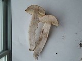 Leccinum aurantiacum image