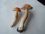 Leccinum aurantiacum image