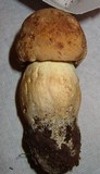 Boletus huronensis image