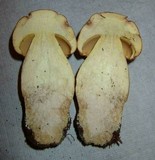 Boletus huronensis image