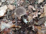 Leccinum snellii image