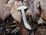 Leccinum snellii image