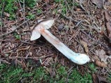 Leccinum snellii image