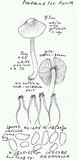 Inocybe geophylla image
