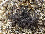 Cetraria aculeata image
