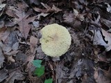 Leccinum luteum image