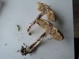 Leccinum luteum image