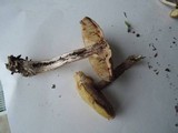 Leccinum luteum image