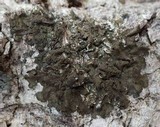 Melanohalea exasperata image