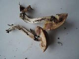 Leccinum luteum image