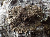 Physconia perisidiosa image
