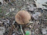 Boletellus chrysenteroides image