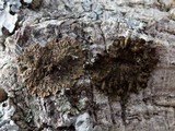 Melanelixia fuliginosa image