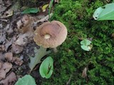 Leccinum pseudoscabrum image