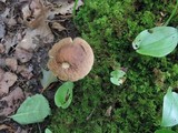 Leccinum pseudoscabrum image