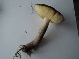 Leccinum pseudoscabrum image