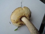 Leccinum pseudoscabrum image