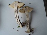 Leccinum pseudoscabrum image