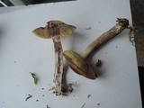 Leccinum pseudoscabrum image