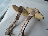Leccinum pseudoscabrum image