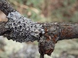 Caloplaca ferruginea image