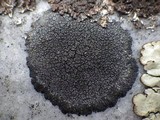 Image of Miriquidica deusta