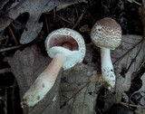 Agaricus diminutivus image