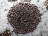 Xanthoparmelia verruculifera image