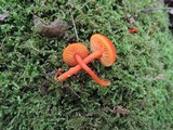 Hygrocybe miniata image