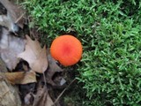 Hygrocybe miniata image