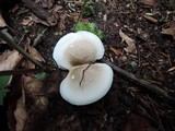 Tricholoma saponaceum image