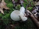 Tricholoma saponaceum image