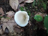 Tricholoma saponaceum image