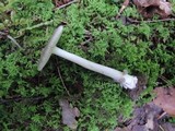 Amanita sect. Vaginatae image
