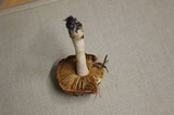 Cortinarius vibratilis image