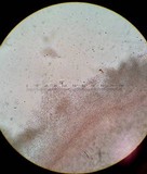 Coryne dubia image