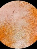 Coryne dubia image