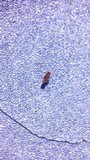 Thaxteriella pezizula image