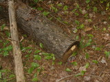 Fomitopsis mounceae image
